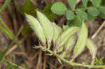 Bearded milkvetch